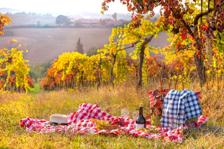 Frascati and Castel Gandolofo: a full day activity in walking in the vineyards, admire beautiful landscapes and eat a superb meal